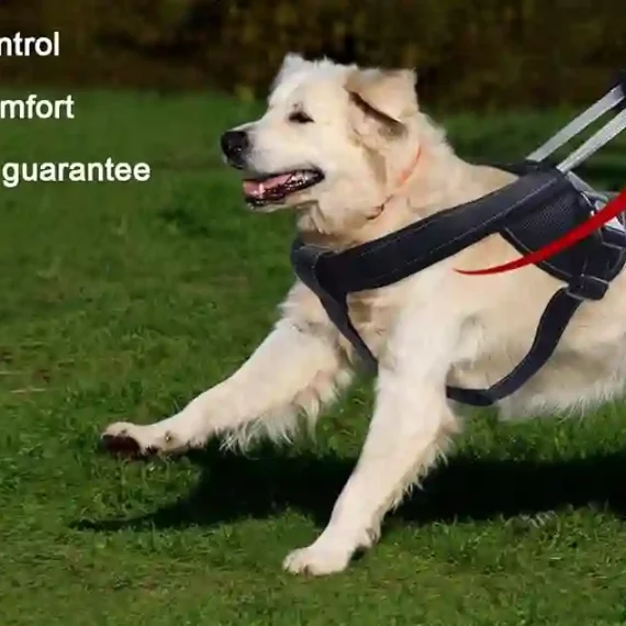 dog harness